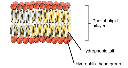 Figure 3.20: Phospholipid Bilayer