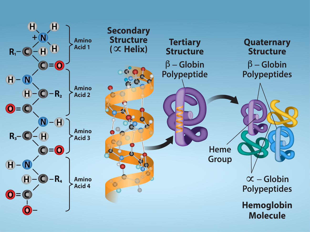 Figure 3.30: Protein Structure Levels