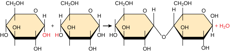 Figure 3.2: Dehydration Synthesis