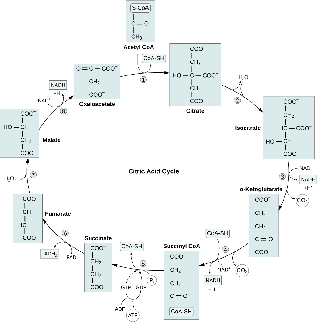 Figure 7.11: Citric Acid Cycle