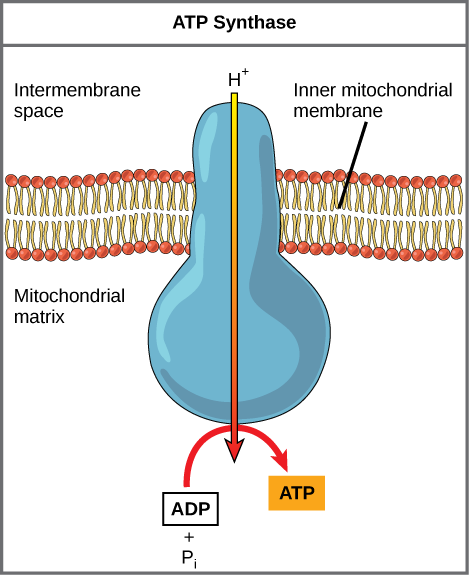 Figure 7.13: ATP Synthase