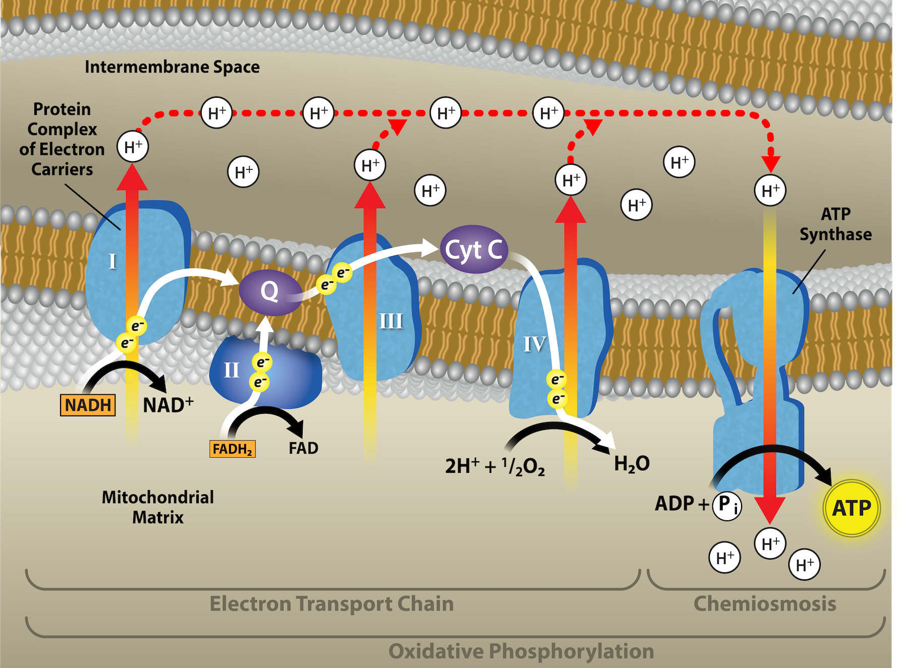 Oxidative Phosphorylation Overview