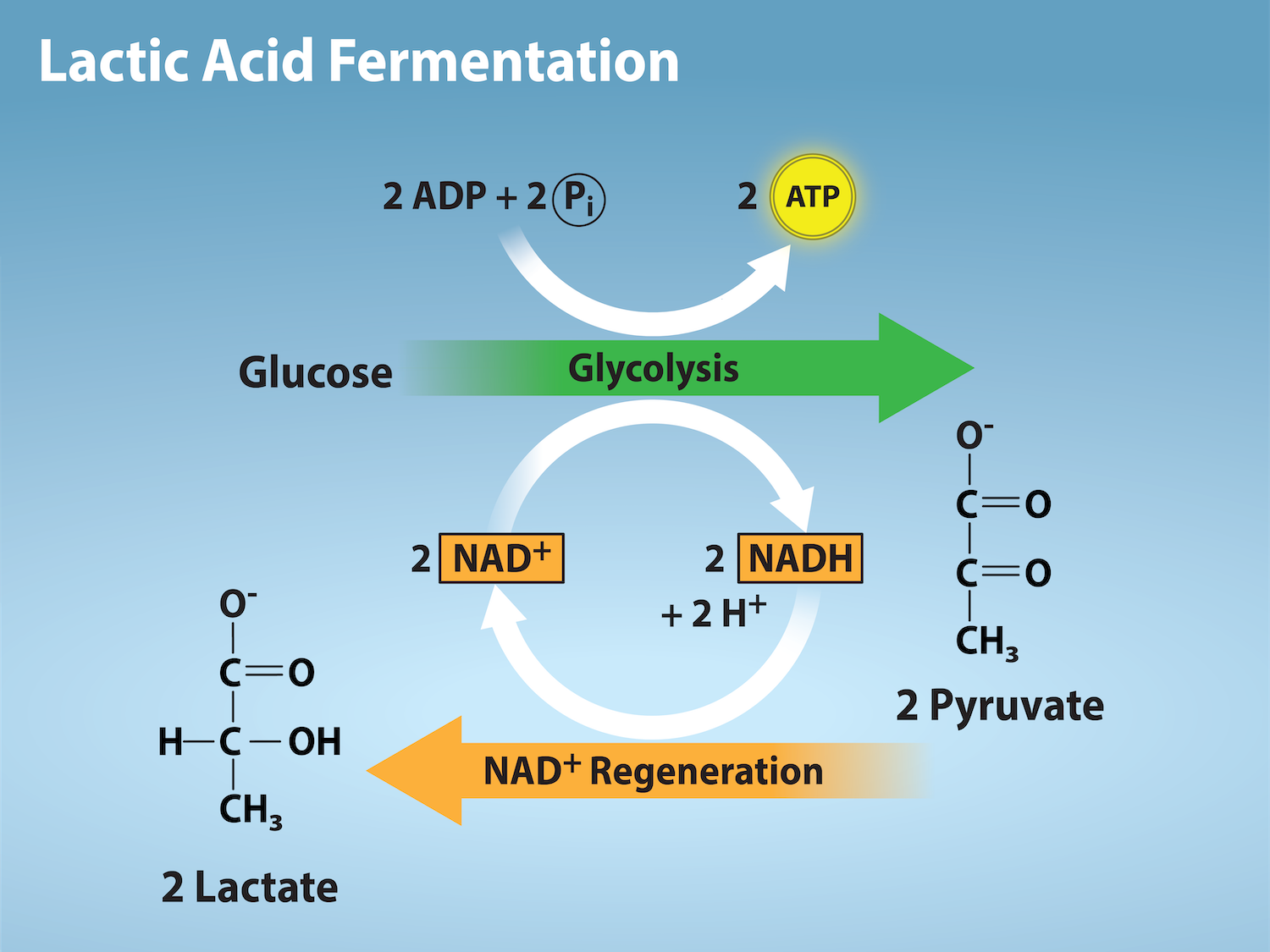 Figure 7.16: Fermentation