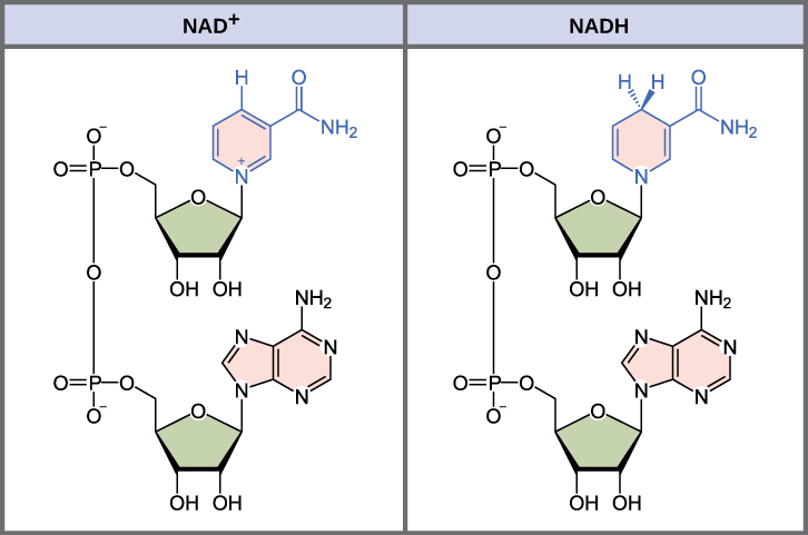 Figure 7.3: NAD+/NADH