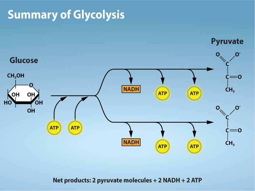 Figure 7.7: Glycolysis Overview