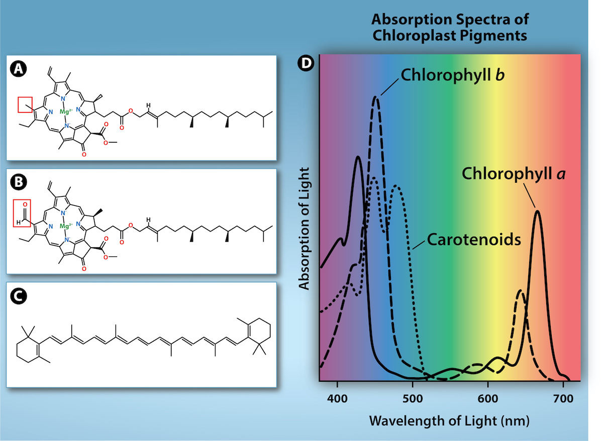 Chlorophyll pigments