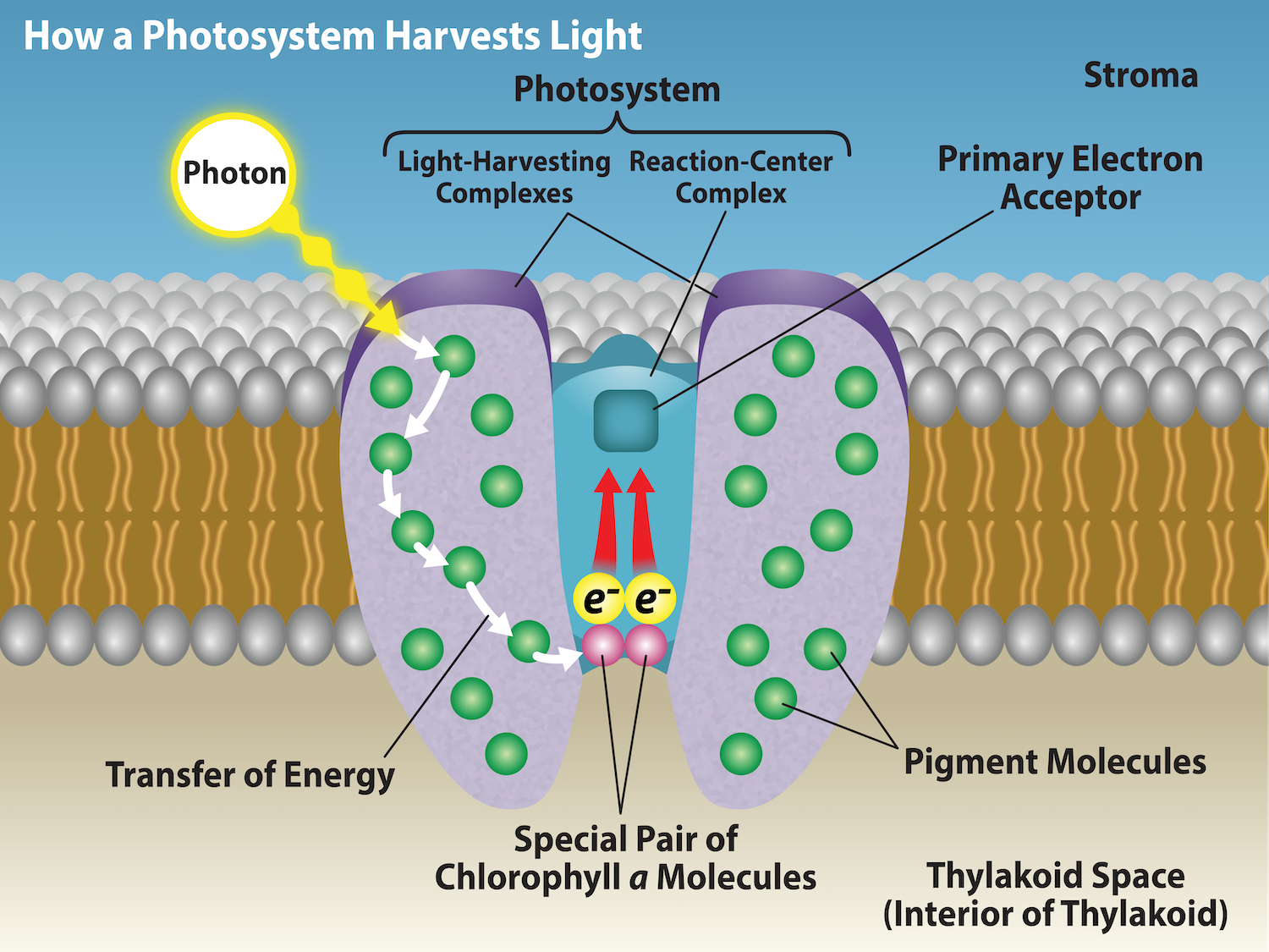 Figure 8.16: Photosystem Structure