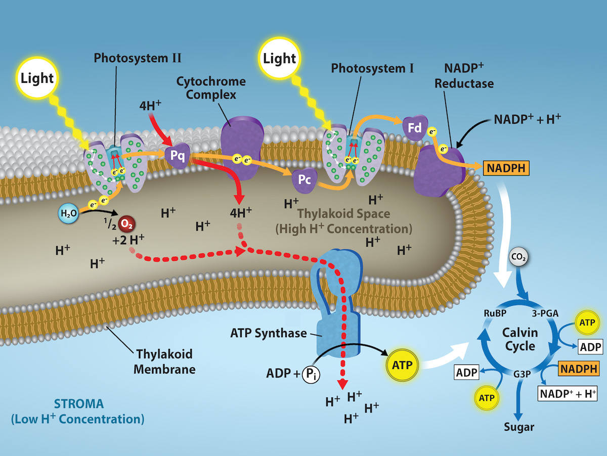 Light Reactions and Calvin Cycle