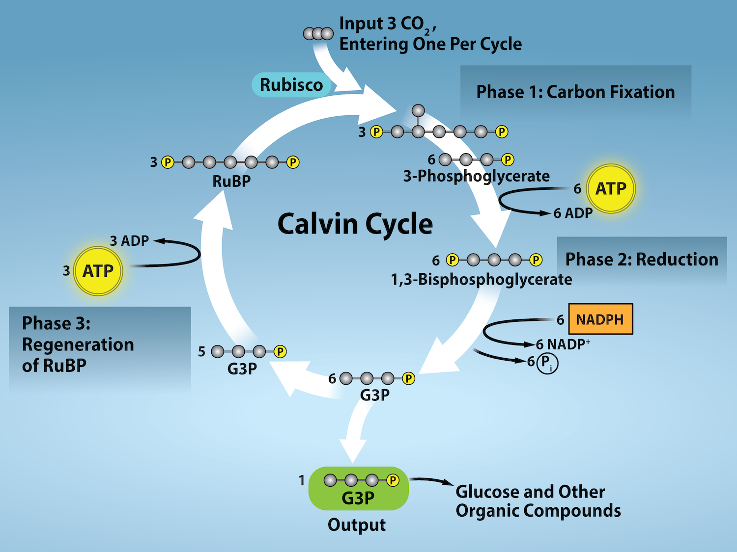 Figure 8.19: Calvin Cycle