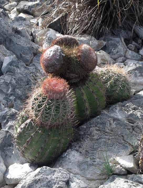 Desert cacti - C4/CAM adaptations
