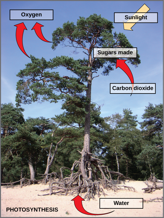 Figure 8.4: Photosynthesis Overview