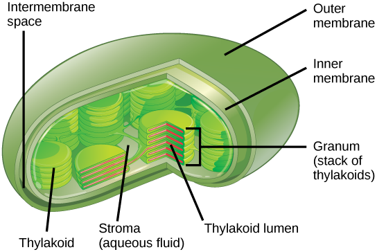 Figure 8.6: Chloroplast Structure