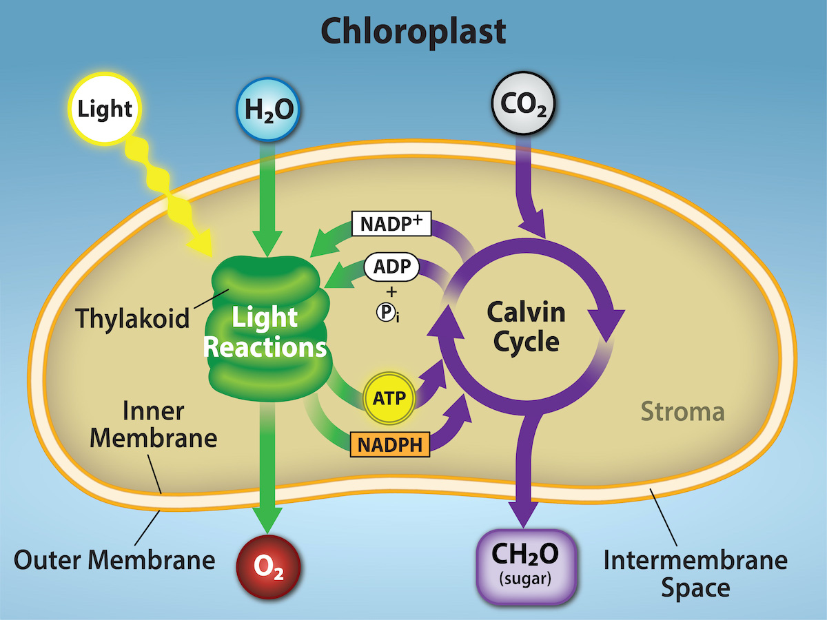 Figure 8.7: Two Stages of Photosynthesis